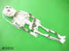 Skeleton